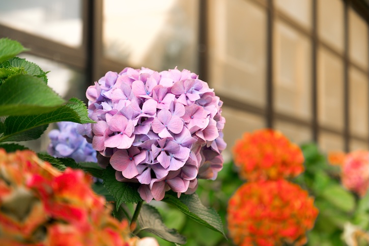 Purple and orange flowers on SFSU campus in bloom