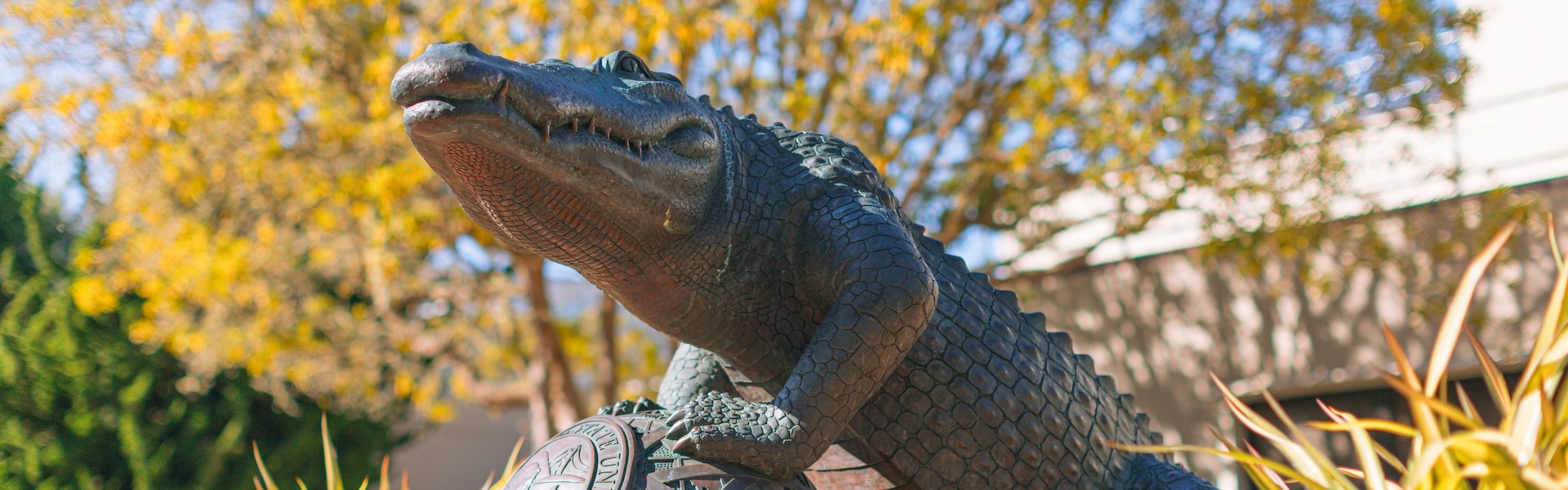 SFSU Gator statue on campus with trees in the background