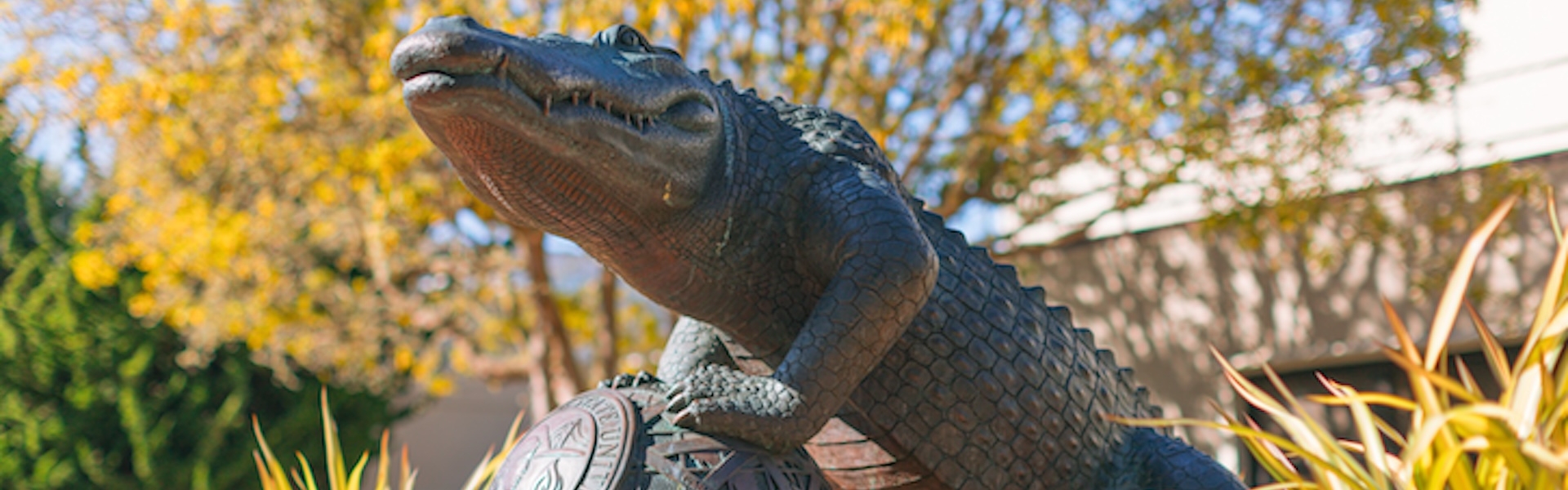 SFSU Gator statue on campus with trees in the background