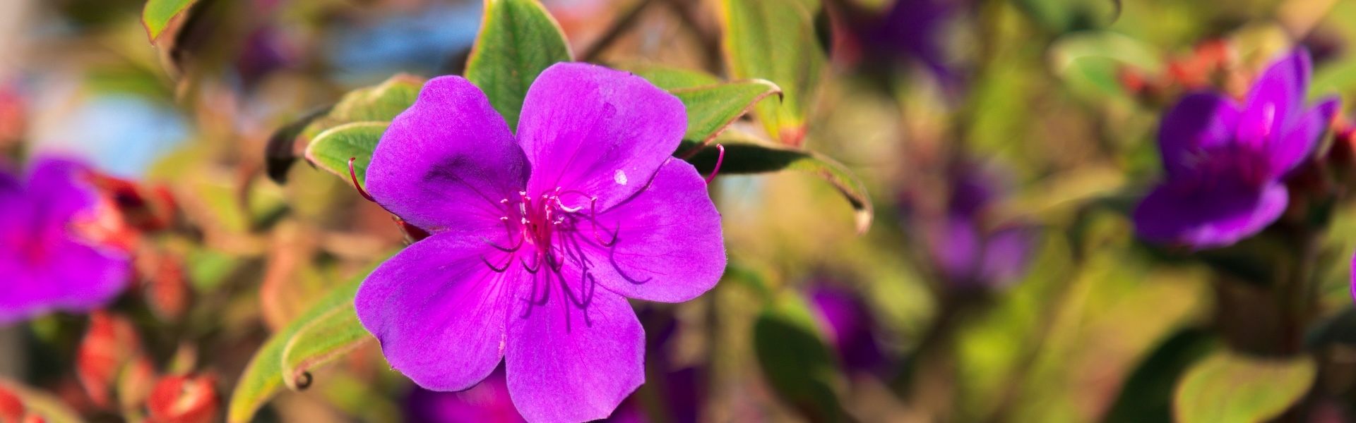 Blooming purple flowers on SFSU campus
