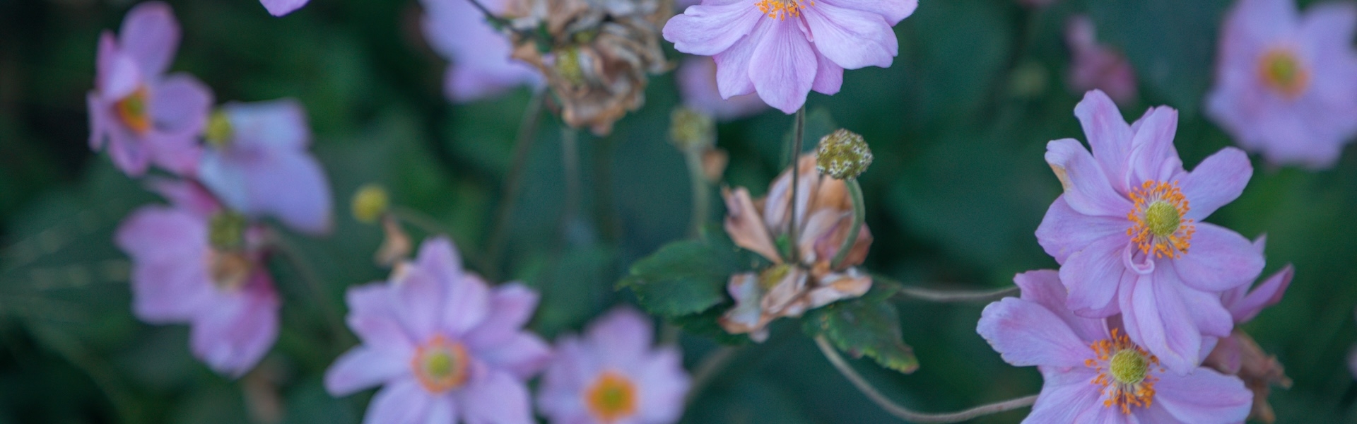 Purple flowers in bloom on SFSU campus