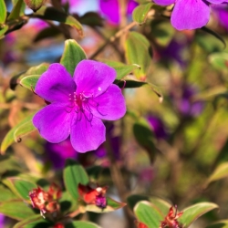 Purple flowers in bloom on campus